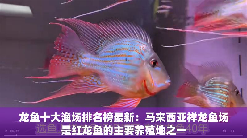 龍魚十大漁場(chǎng)排名榜最新：馬來(lái)西亞祥龍魚場(chǎng)是紅龍魚的主要養(yǎng)殖地之一