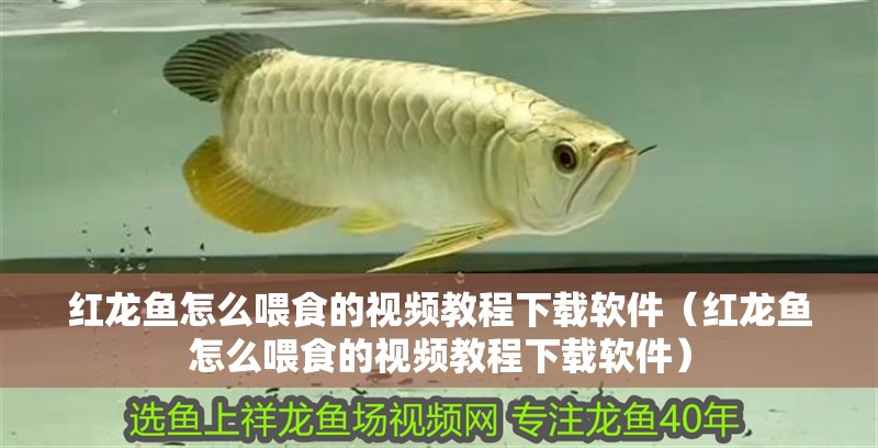 紅龍魚怎么喂食的視頻教程下載軟件（紅龍魚怎么喂食的視頻教程下載軟件）