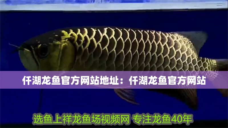 仟湖龍魚官方網站地址：仟湖龍魚官方網站
