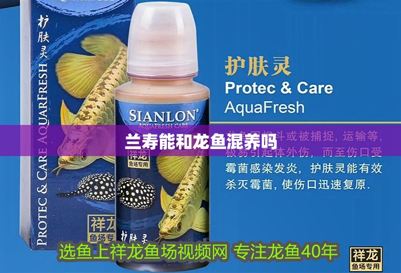 蘭壽能和龍魚混養嗎