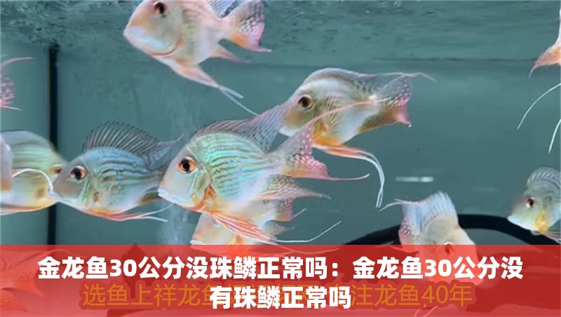 金龍魚30公分沒珠鱗正常嗎：金龍魚30公分沒有珠鱗正常嗎