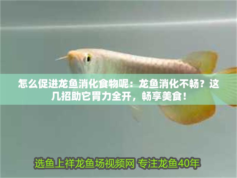 怎么促進龍魚消化食物呢：龍魚消化不暢？這幾招助它胃力全開，暢享美食！