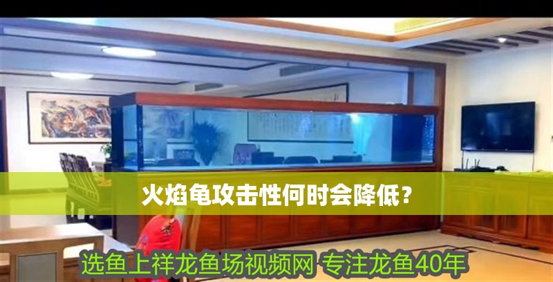 火焰龜攻擊性何時(shí)會(huì)降低？