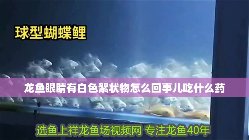 龍魚眼睛有白色絮狀物怎么回事兒吃什么藥