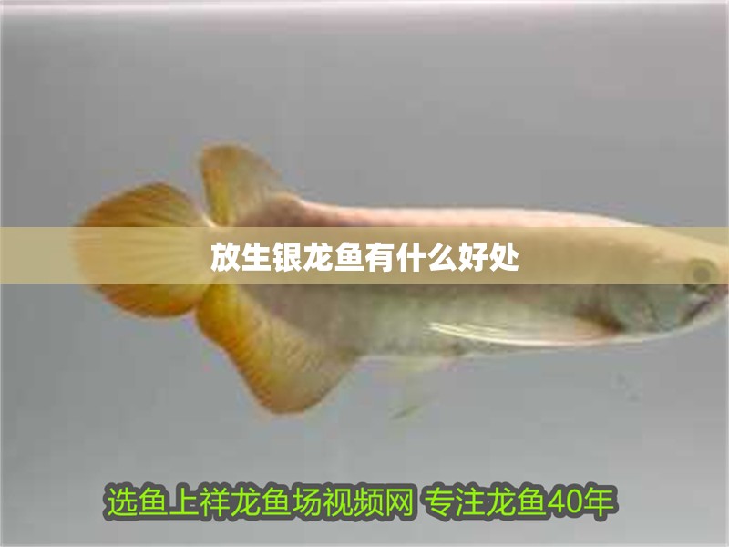 放生銀龍魚有什么好處