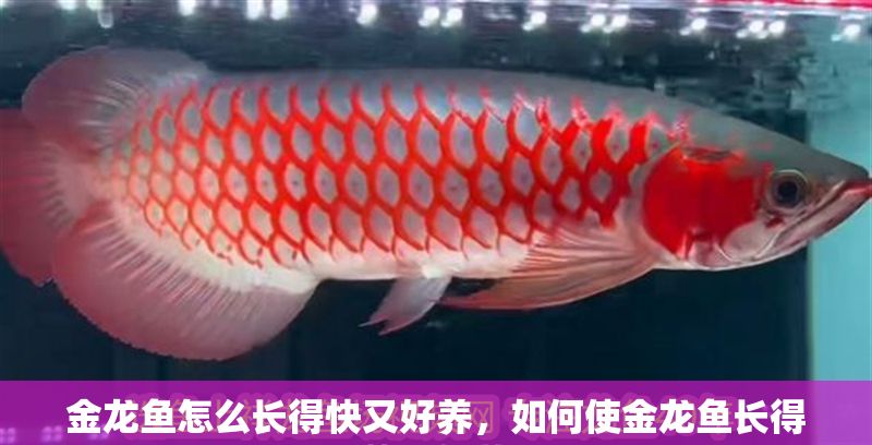 金龍魚怎么長得快又好養(yǎng)，如何使金龍魚長得快又好養(yǎng)