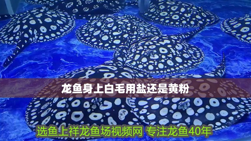 龍魚身上白毛用鹽還是黃粉