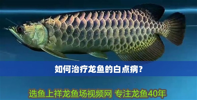 如何治療龍魚的白點病？
