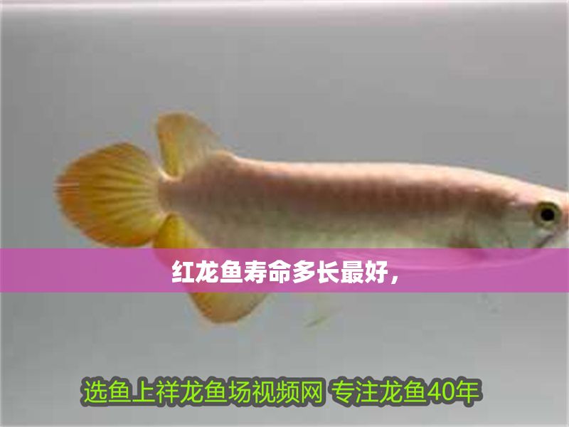 紅龍魚壽命多長最好，