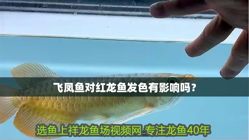 飛鳳魚對紅龍魚發色有影響嗎？