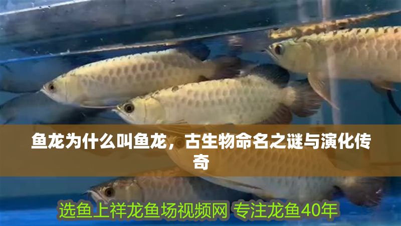 魚龍為什么叫魚龍，古生物命名之謎與演化傳奇
