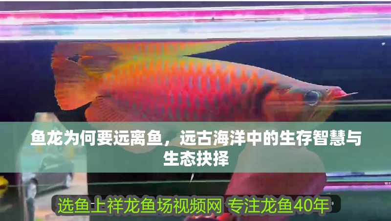 魚龍為何要遠離魚，遠古海洋中的生存智慧與生態抉擇
