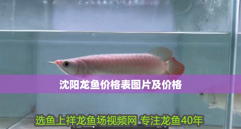 沈陽龍魚價格表圖片及價格