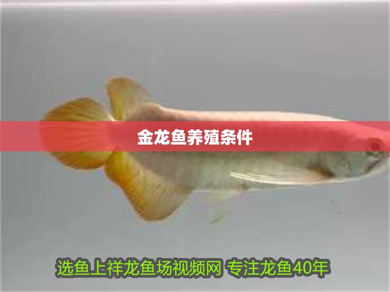 金龍魚養殖條件