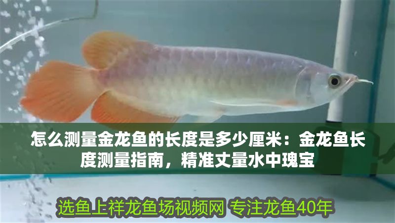 怎么測量金龍魚的長度是多少厘米：金龍魚長度測量指南，精準丈量水中瑰寶