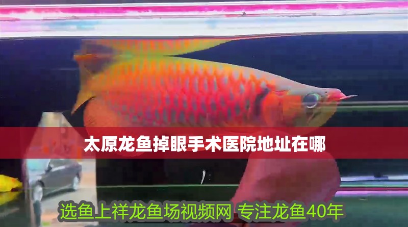 太原龍魚掉眼手術(shù)醫(yī)院地址在哪