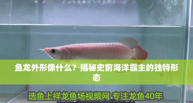 魚龍外形像什么？揭秘史前海洋霸主的獨特形態 魚龍外形像什么？揭秘史前海洋霸主的獨特形態 龍魚百科 第1張