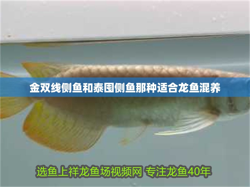 金雙線側(cè)魚和泰囤側(cè)魚那種適合龍魚混養(yǎng)