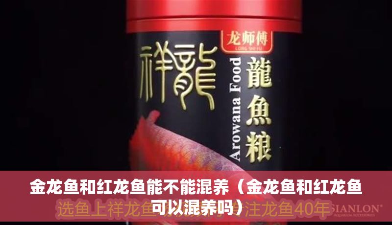 金龍魚和紅龍魚能不能混養（金龍魚和紅龍魚可以混養嗎）