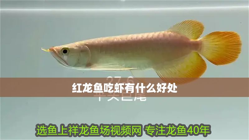 紅龍魚吃蝦有什么好處