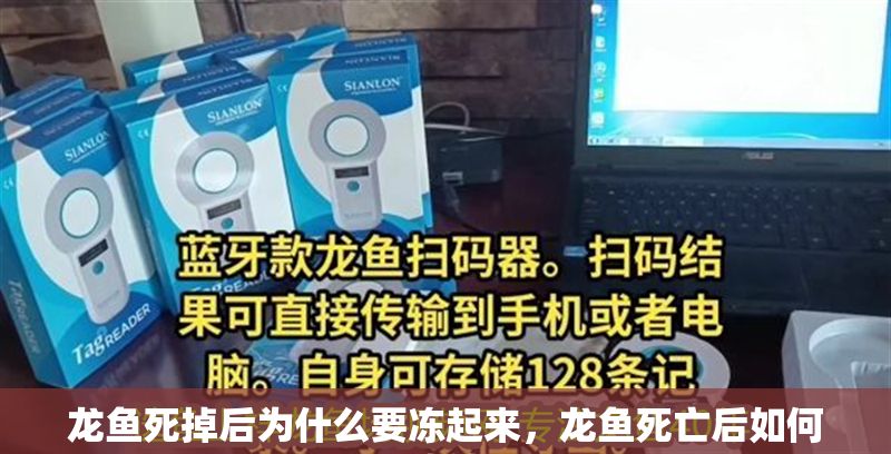 龍魚死掉后為什么要凍起來，龍魚死亡后如何正確處理