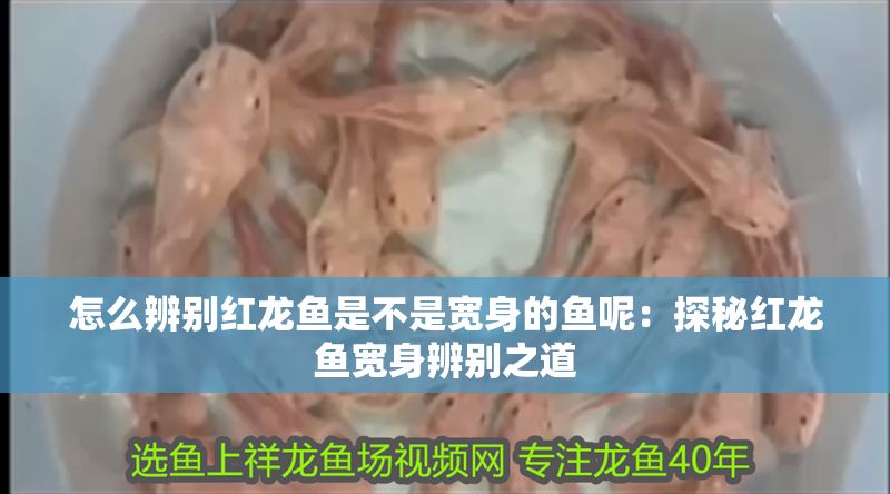 怎么辨別紅龍魚是不是寬身的魚呢：探秘紅龍魚寬身辨別之道