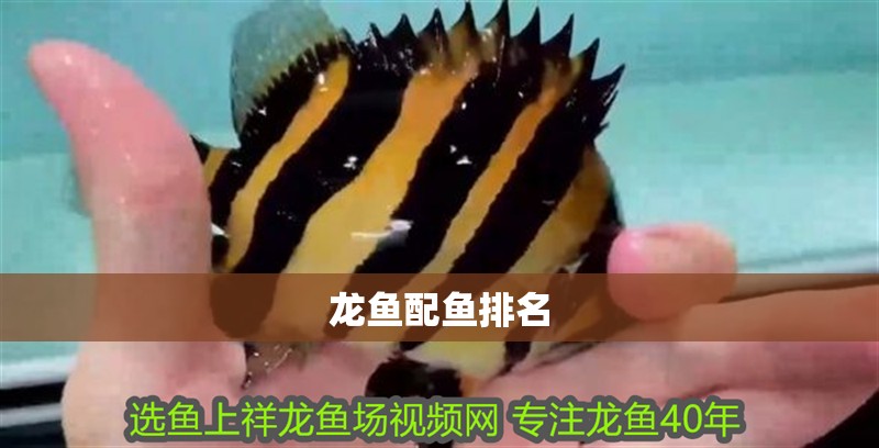 龍魚配魚排名