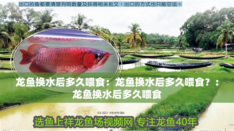龍魚換水后多久喂食：龍魚換水后多久喂食？：龍魚換水后多久喂食