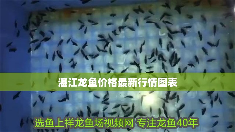 湛江龍魚價(jià)格最新行情圖表