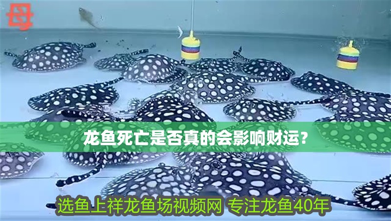 龍魚死亡是否真的會影響財運？