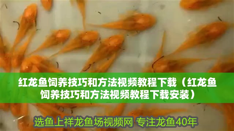 紅龍魚飼養技巧和方法視頻教程下載（紅龍魚飼養技巧和方法視頻教程下載安裝）