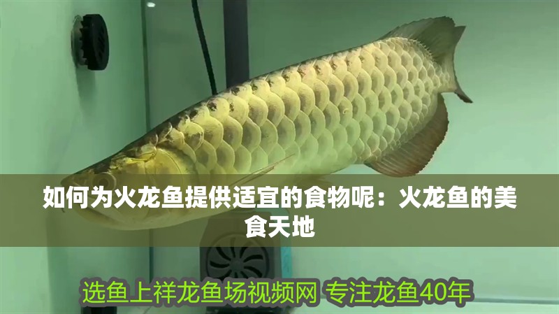 如何為火龍魚提供適宜的食物呢：火龍魚的美食天地