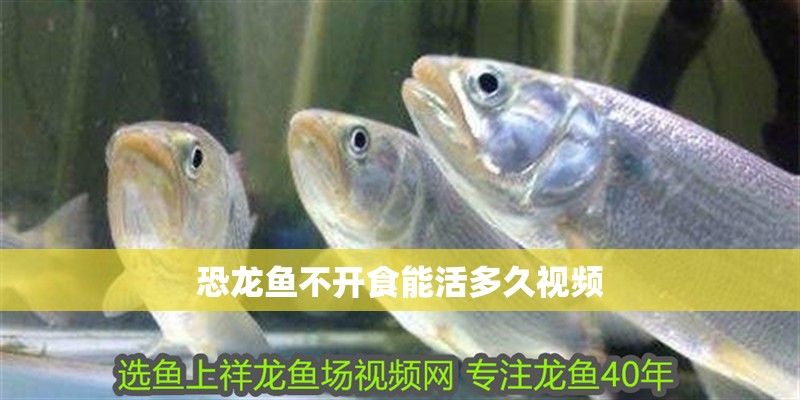 恐龍魚不開食能活多久視頻