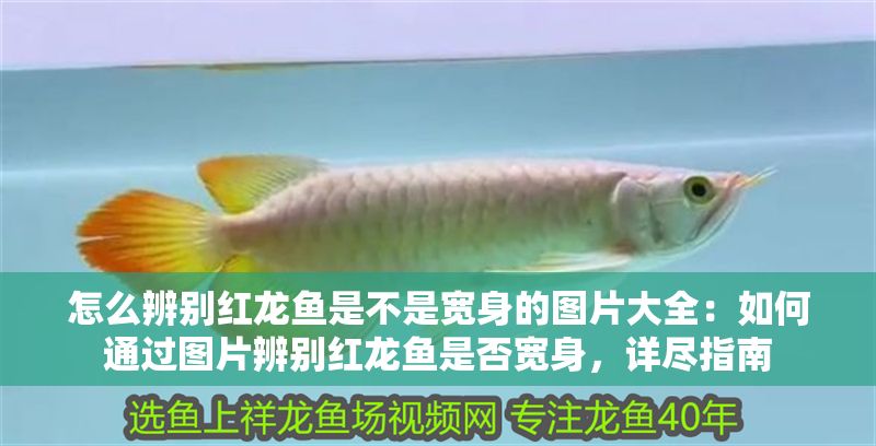 怎么辨別紅龍魚是不是寬身的圖片大全：如何通過圖片辨別紅龍魚是否寬身，詳盡指南
