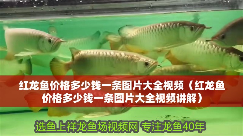 紅龍魚價格多少錢一條圖片大全視頻（紅龍魚價格多少錢一條圖片大全視頻講解）