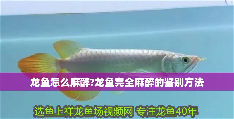 龍魚怎么麻醉?龍魚完全麻醉的鑒別方法