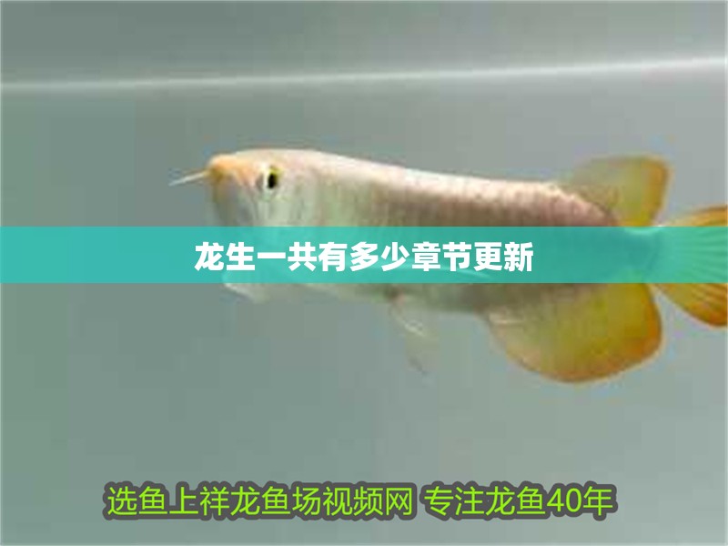 龍生一共有多少章節更新