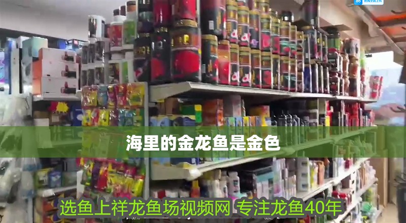 海里的金龍魚是金色