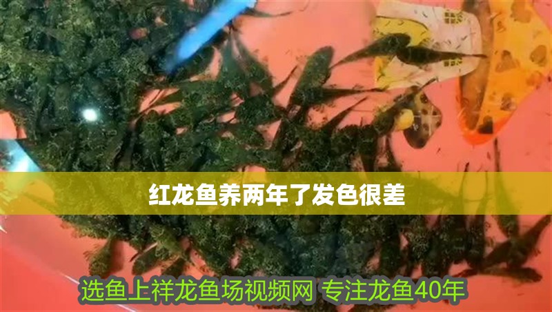 紅龍魚養兩年了發色很差