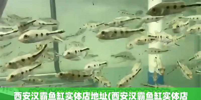 西安漢霸魚缸實體店地址(西安漢霸魚缸實體店地址電話)