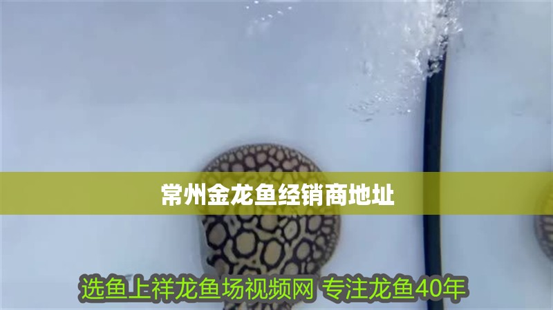 <strong><mark>常州</mark></strong>金龍魚經銷商地址
