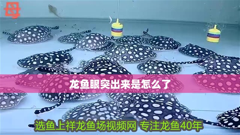 龍魚眼突出來是怎么了 龍魚眼突出來是怎么了 龍魚百科