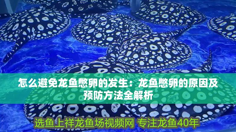 怎么避免龍魚憋卵的發生：龍魚憋卵的原因及預防方法全解析
