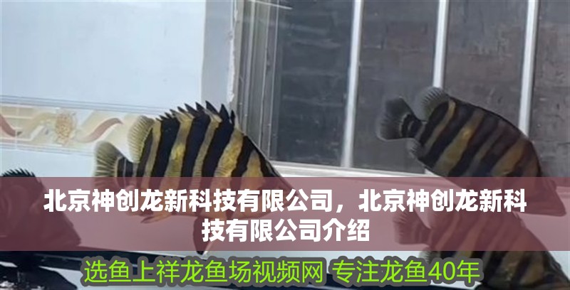北京神創(chuàng)龍新科技有限公司，北京神創(chuàng)龍新科技有限公司介紹