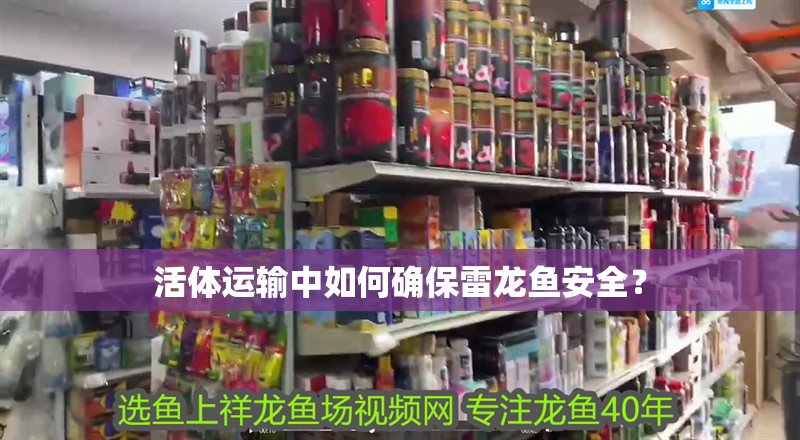 活體運輸中如何確保雷龍魚安全？