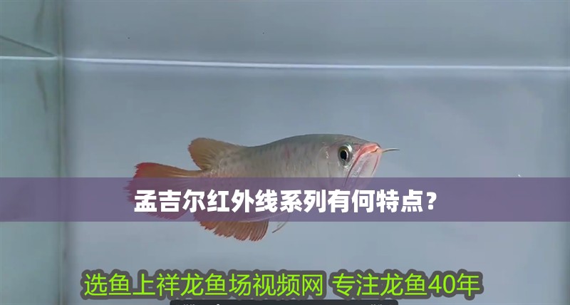 孟吉爾紅外線系列有何特點？