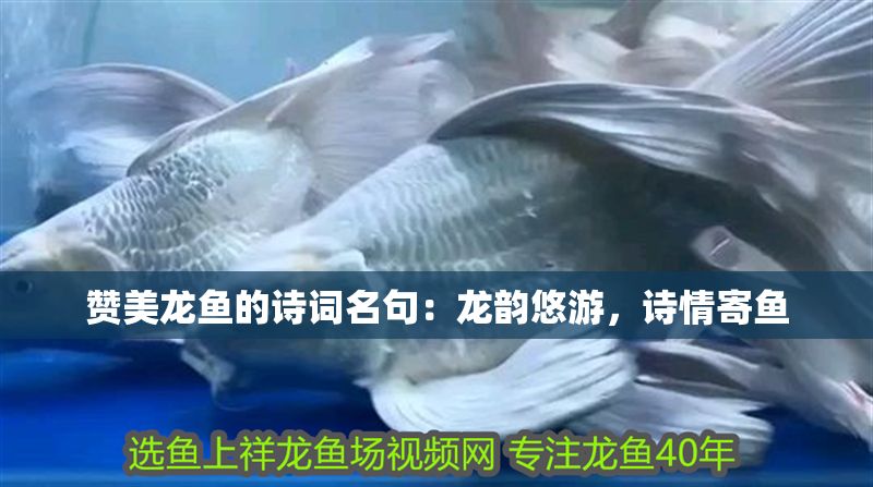 贊美龍魚的詩詞名句：龍韻悠游，詩情寄魚