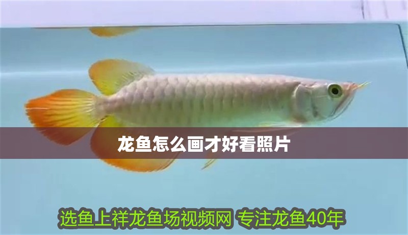 龍魚怎么畫才好看照片