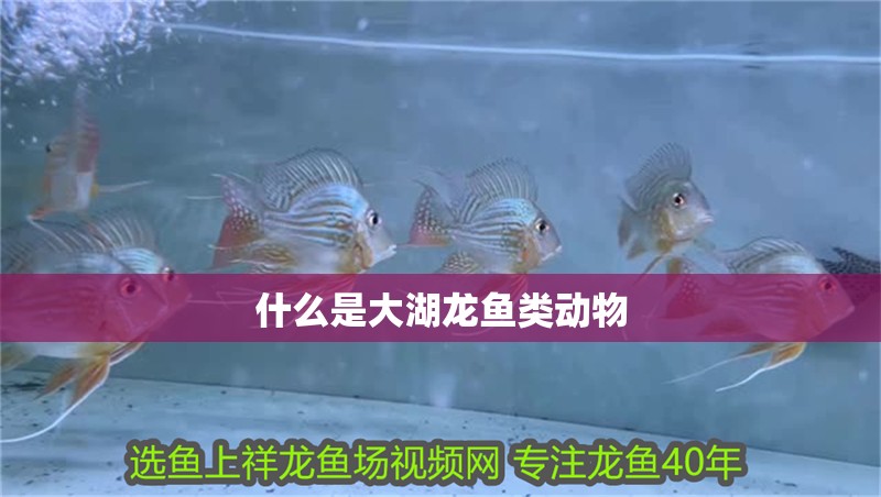 什么是大湖龍魚類動物