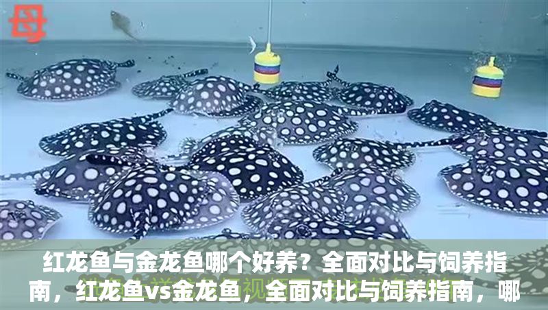 紅龍魚與金龍魚哪個(gè)好養(yǎng)？全面對(duì)比與飼養(yǎng)指南，紅龍魚vs金龍魚，全面對(duì)比與飼養(yǎng)指南，哪個(gè)更適合你？
